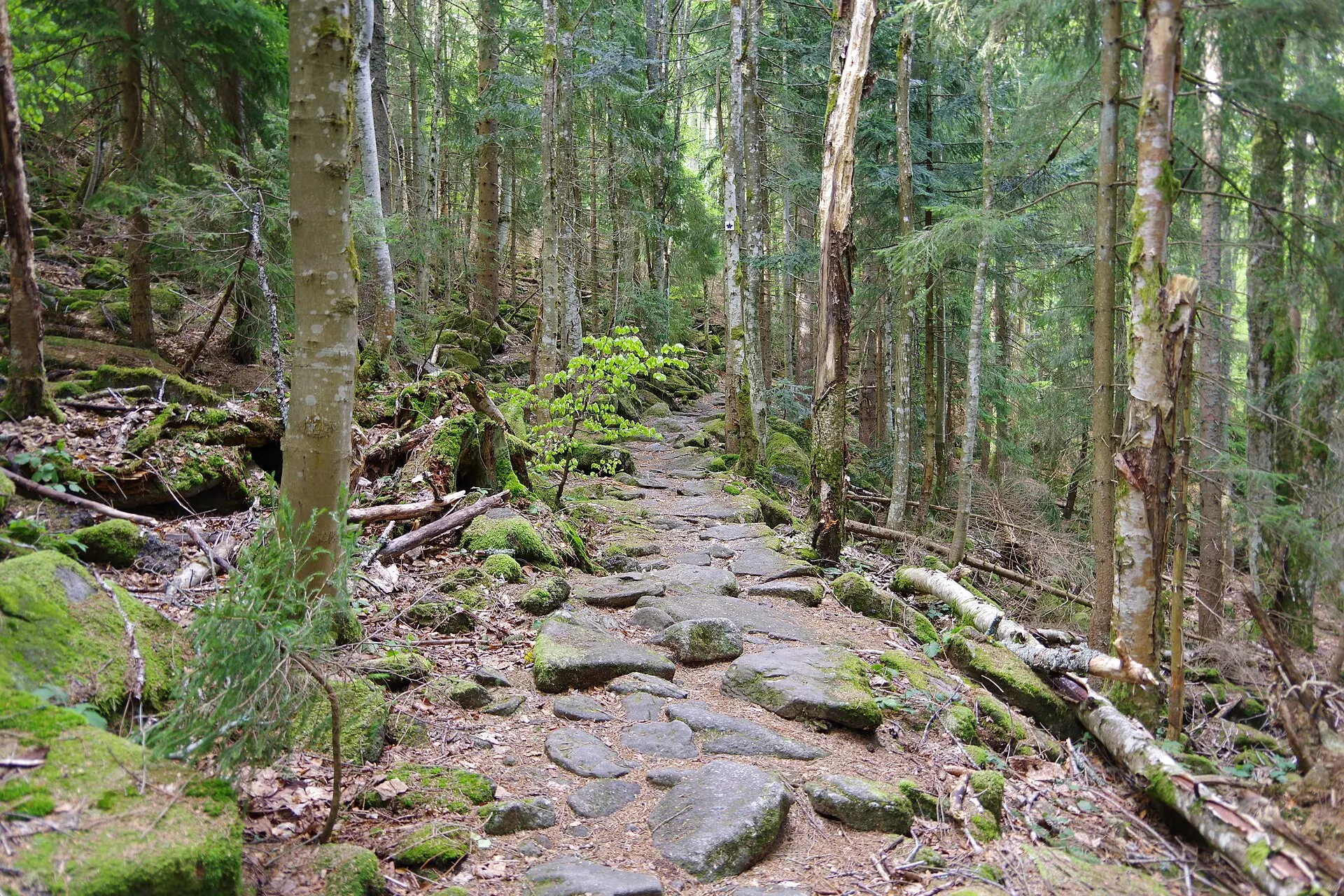 Waldlandschaft des Bayerischen Waldes im Passauer Land